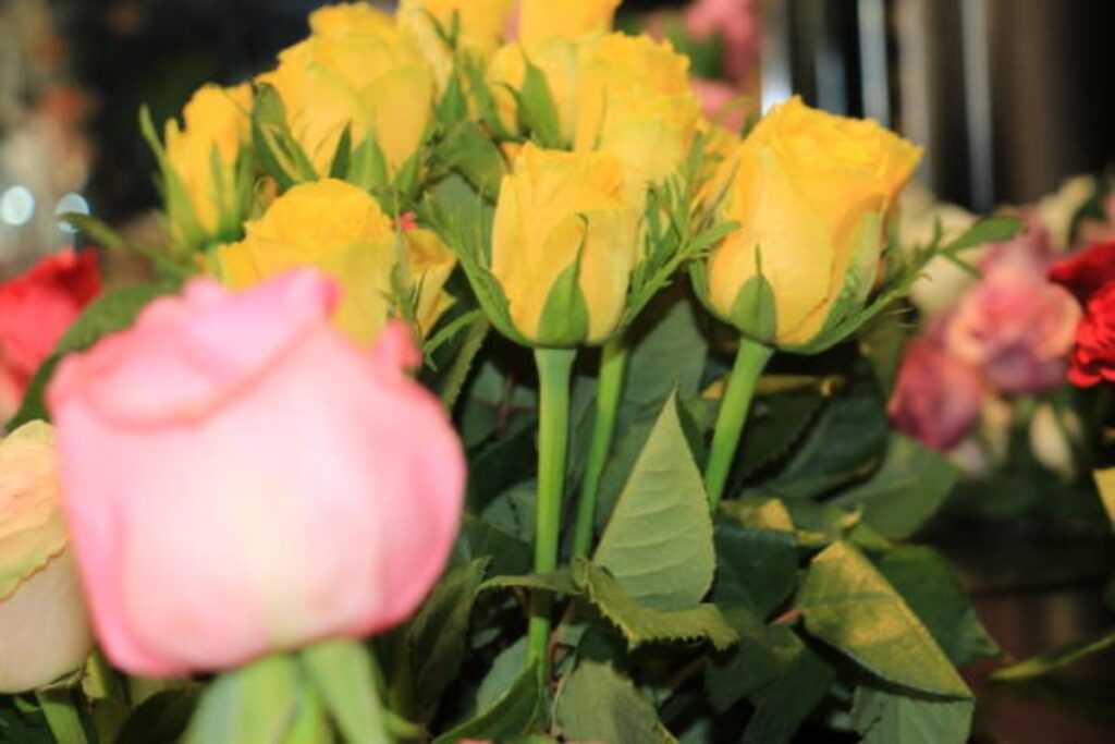 flower delivery Balgowlah Heights